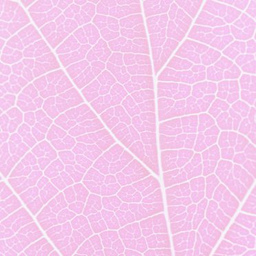 Pattern vein Pink iPhone8 Wallpaper