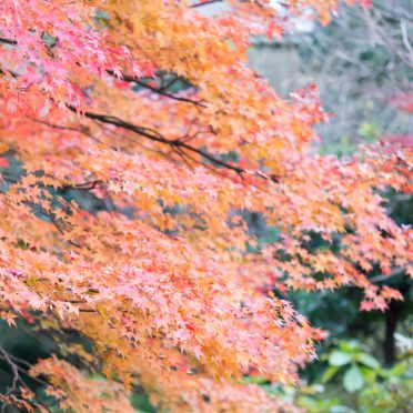 Landscape autumn leaves natural iPhone8 Wallpaper