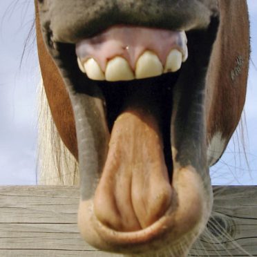 Horse animal brown iPhone8 Wallpaper