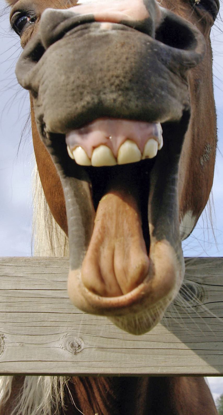 Поговорка дареному коню в зубы. Лошадь смеется. Зуб дареного коня. Конь ржет. Дарёному коню в зубы не смотрят.