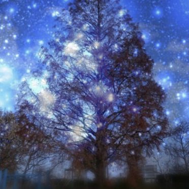 Tree night sky iPhone8 Wallpaper