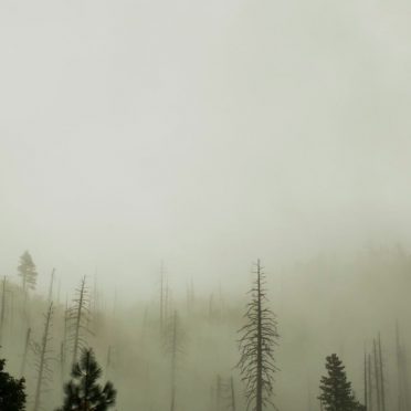 Dark forest landscape iPhone8 Wallpaper