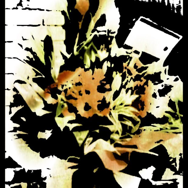 Flower iPhone8Plus Wallpaper