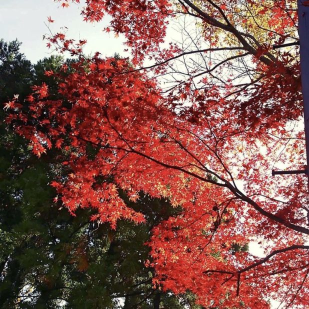 Autumn leaves landscape iPhone8Plus Wallpaper