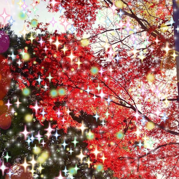 Autumn leaves light iPhone8Plus Wallpaper