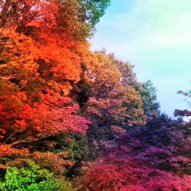 Autumn leaves colorful iPhone8Plus Wallpaper