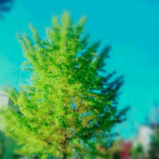Tree Landscape iPhone8Plus Wallpaper