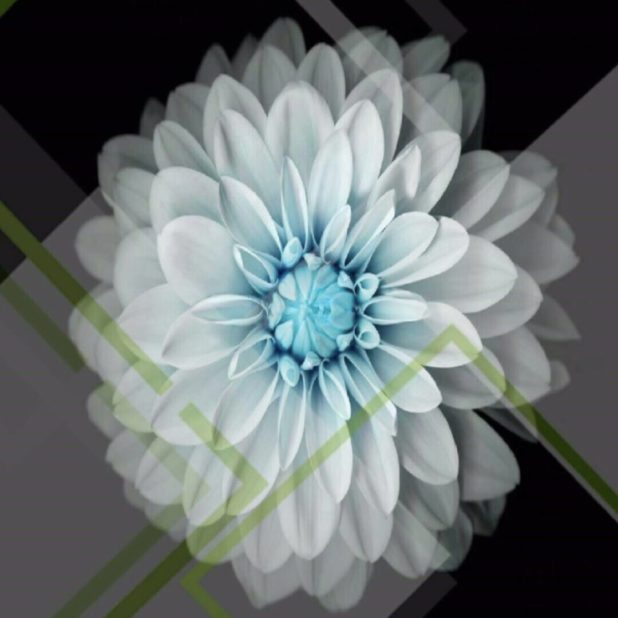 Flower Cool iPhone8Plus Wallpaper