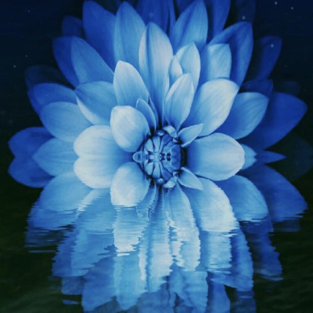 Flower moon iPhone8Plus Wallpaper