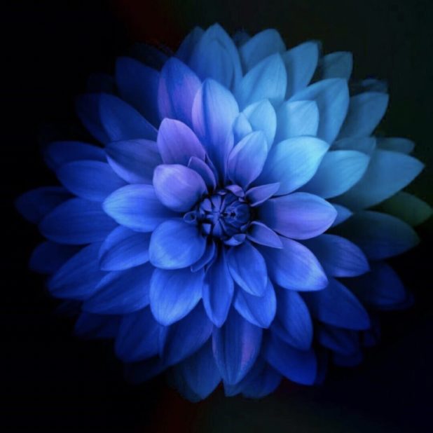 Flower Blue iPhone8Plus Wallpaper
