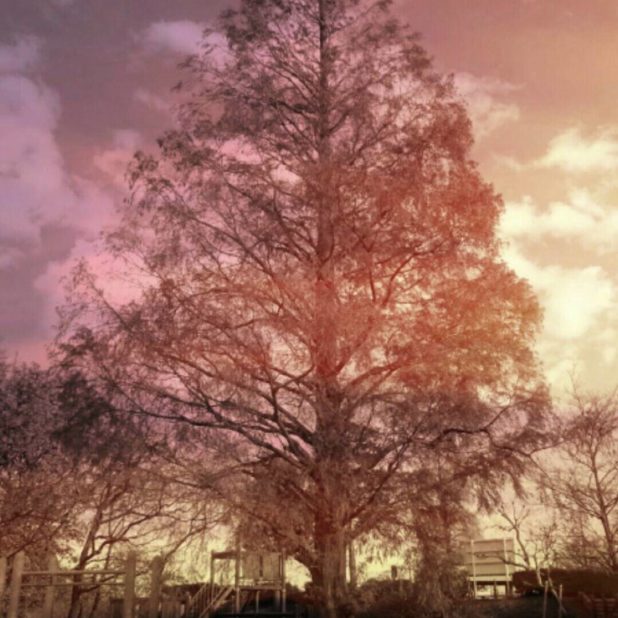 tree park iPhone8Plus Wallpaper
