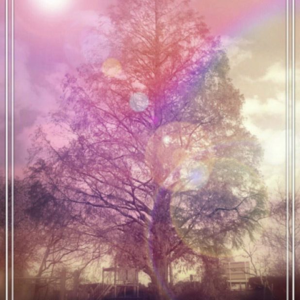 tree park iPhone8Plus Wallpaper