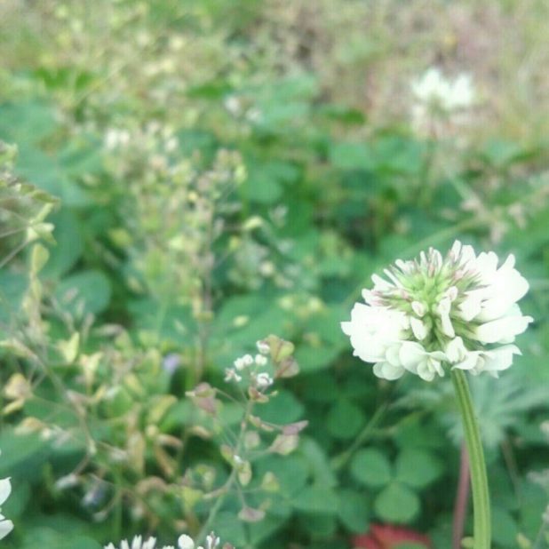 White clover flower iPhone8Plus Wallpaper