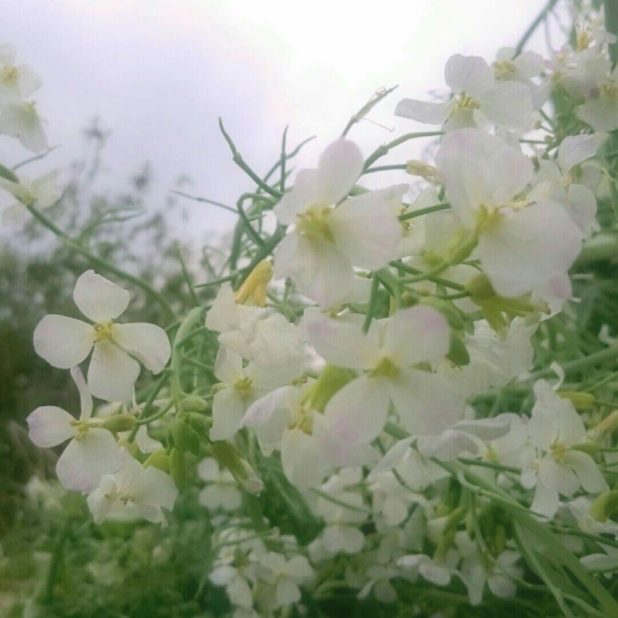 Flower white iPhone8Plus Wallpaper