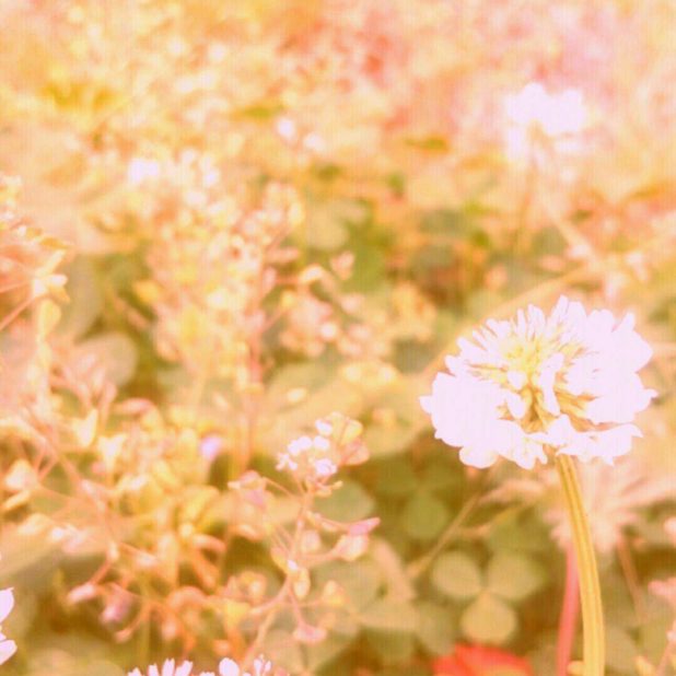 White clover white pink iPhone8Plus Wallpaper