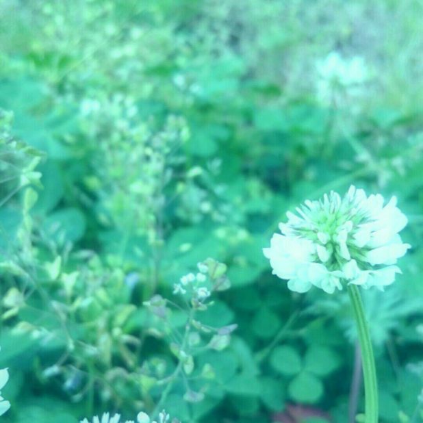 White clover flower iPhone8Plus Wallpaper