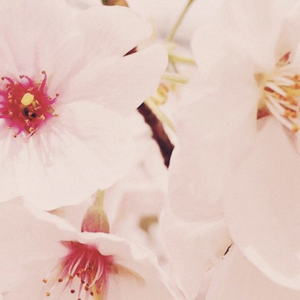 Cherry Flower iPhone8Plus Wallpaper