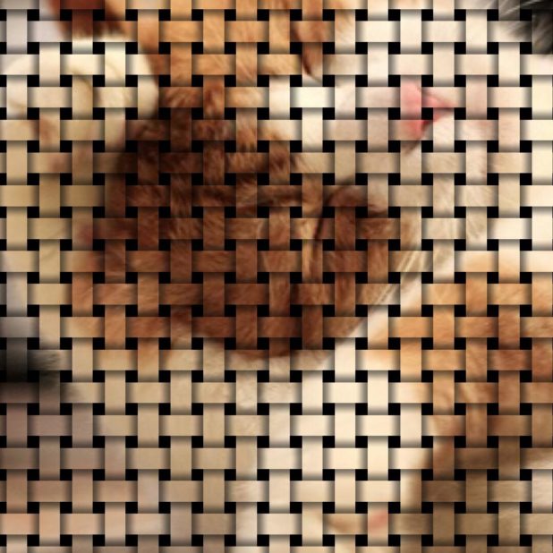 Cat mesh iPhone8Plus Wallpaper