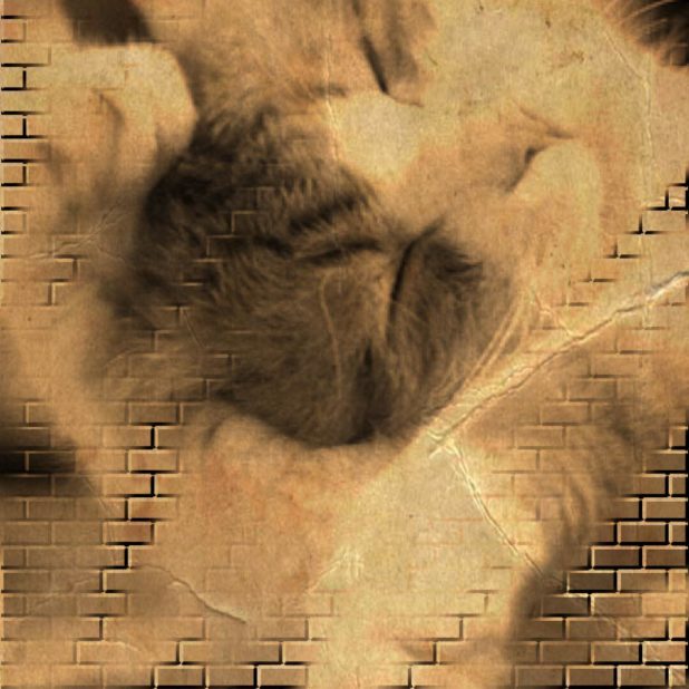 Cat brick iPhone8Plus Wallpaper