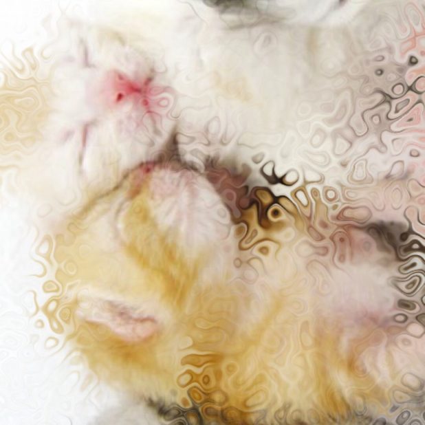 Cat family iPhone8Plus Wallpaper