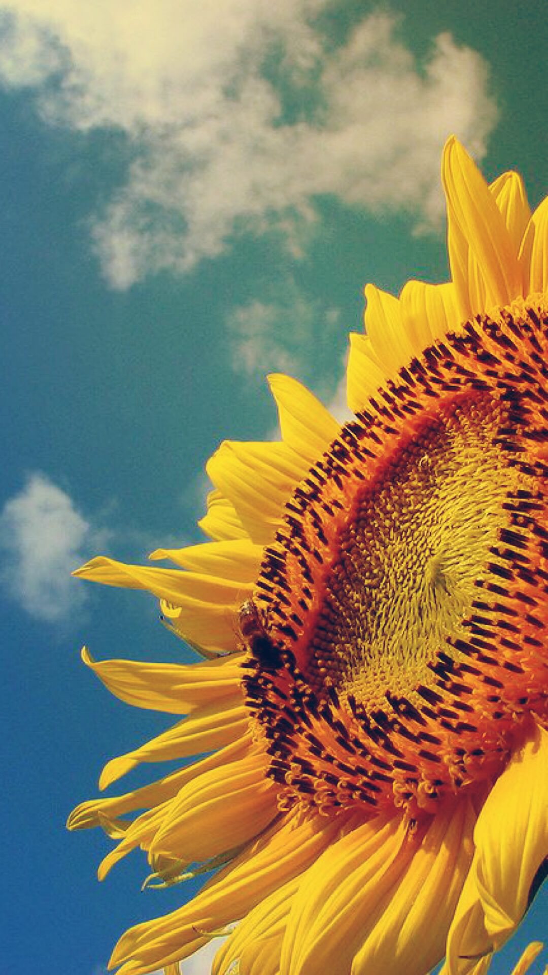 Sunflower sunflower | wallpaper.sc iPhone8Plus