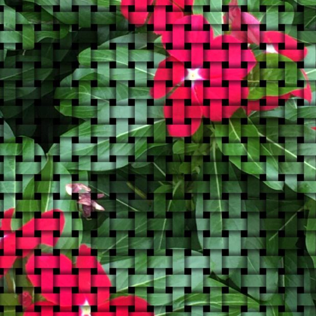 Flower mesh iPhone8Plus Wallpaper