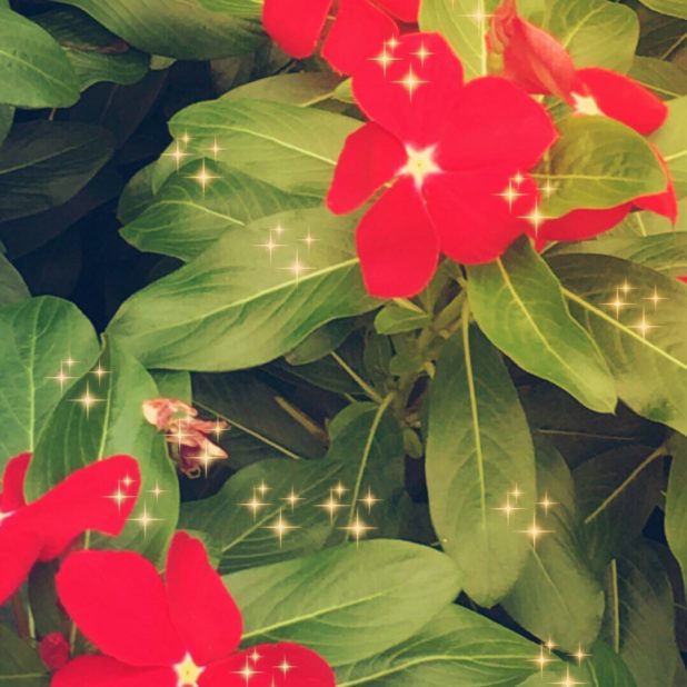 Flower light iPhone8Plus Wallpaper