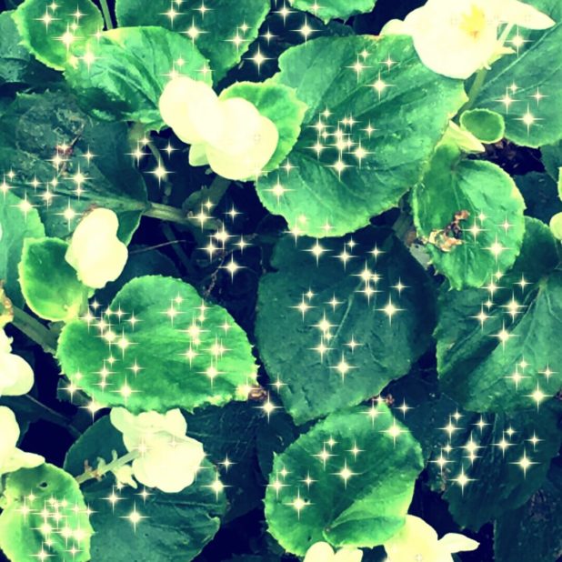 Flower light iPhone8Plus Wallpaper