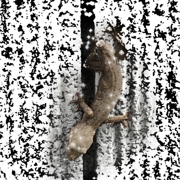 Lizard Black and White iPhone8Plus Wallpaper