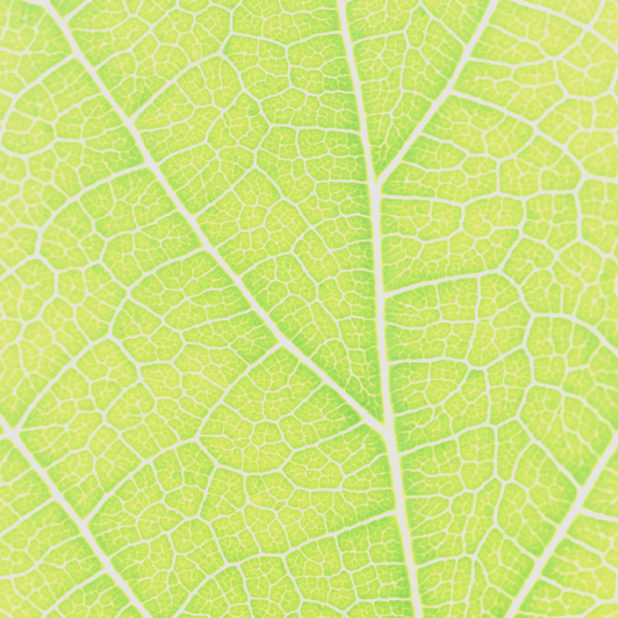 Pattern vein Yellow green iPhone8Plus Wallpaper