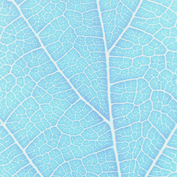 Pattern vein Blue iPhone8Plus Wallpaper