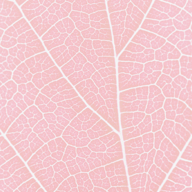 Pattern vein Red iPhone8Plus Wallpaper