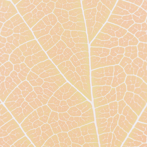 Pattern vein orange iPhone8Plus Wallpaper