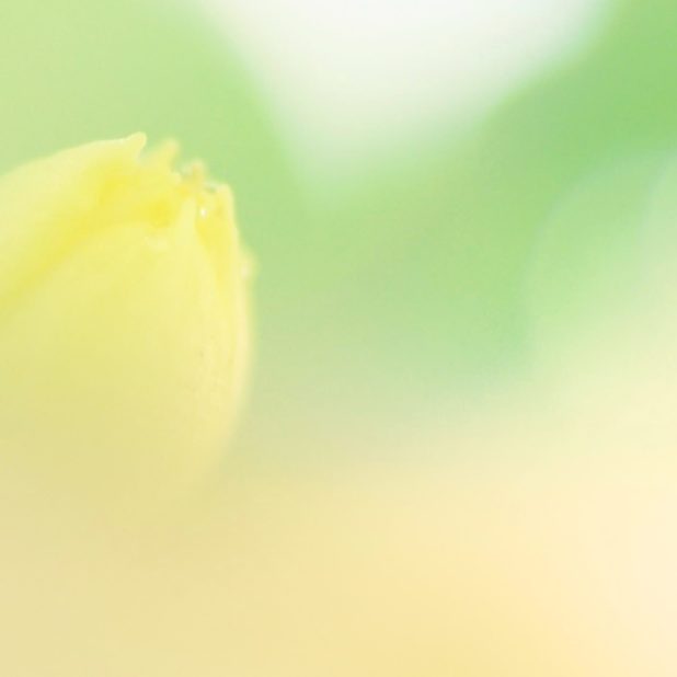 Natural  flower  green iPhone8Plus Wallpaper