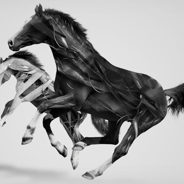 Animal horse iPhone8Plus Wallpaper