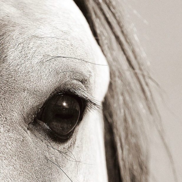 Animal horse iPhone8Plus Wallpaper