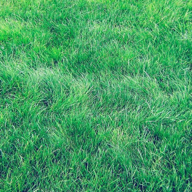 Natural grass green iPhone8Plus Wallpaper