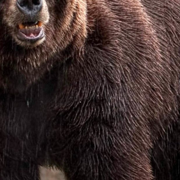 Animal bear iPhone8Plus Wallpaper