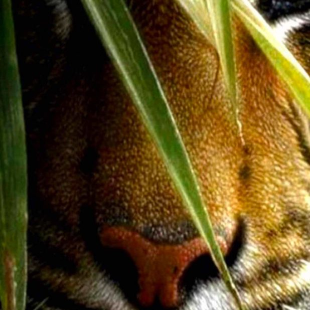 Animal tiger iPhone8Plus Wallpaper