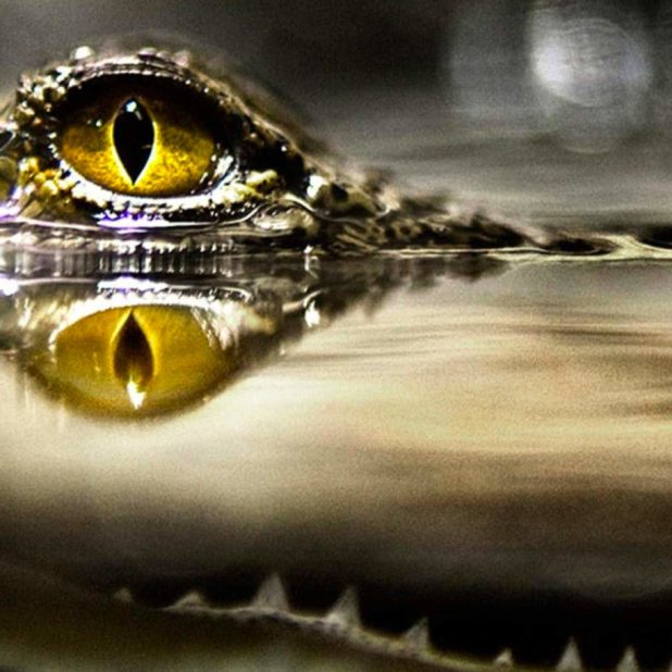 Cool water crocodile iPhone8Plus Wallpaper