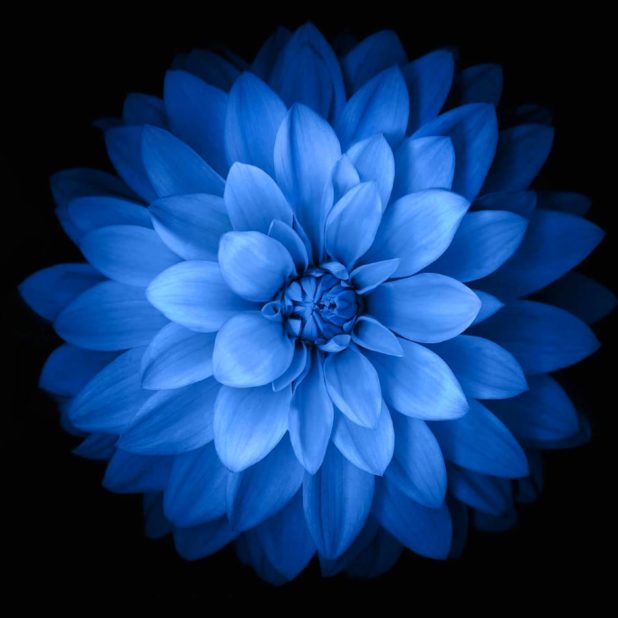 Blue black flower iPhone8Plus Wallpaper