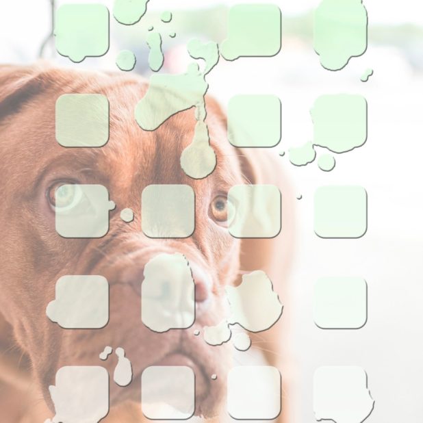 Shelf animal dog pattern green iPhone8Plus Wallpaper