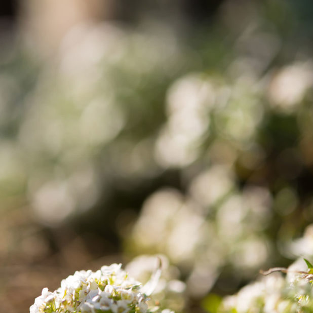 Landscape flower blur iPhone8Plus Wallpaper