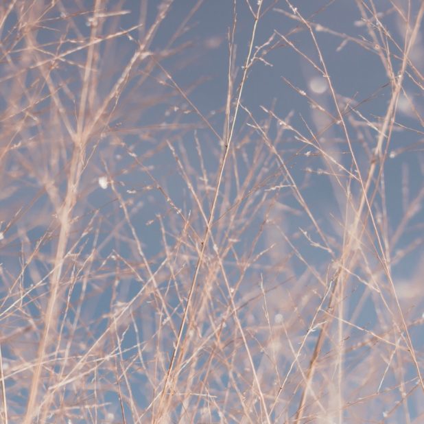 Blur branches landscape iPhone8Plus Wallpaper