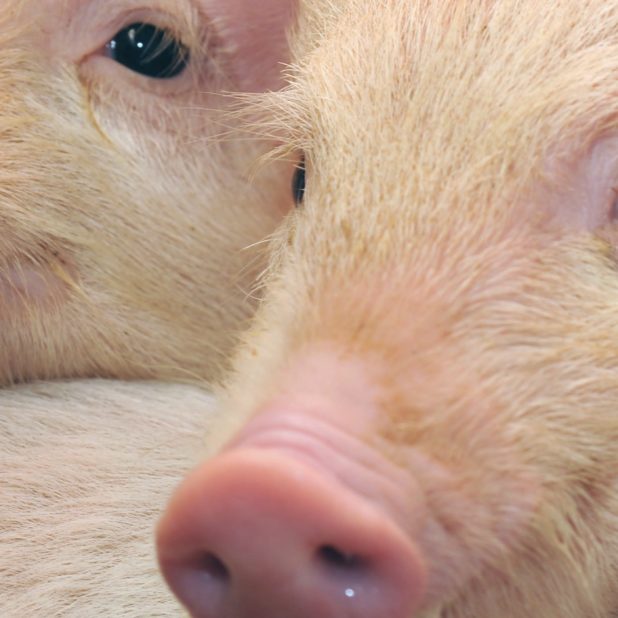 Pig animal peach iPhone8Plus Wallpaper