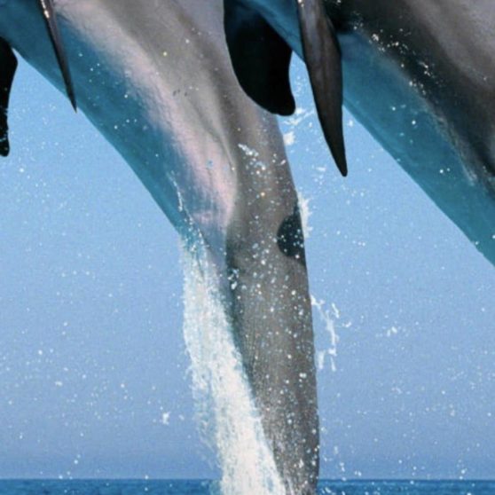 Animal dolphin iPhoneX Wallpaper