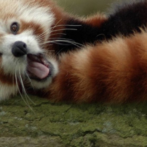 Animal red pandas iPhoneX Wallpaper