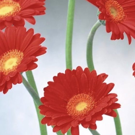 Natural  flower  red iPhoneX Wallpaper