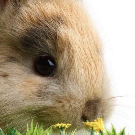 Animal rabbit iPhoneX Wallpaper