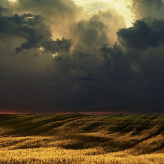 Grassland landscape iPhoneX Wallpaper